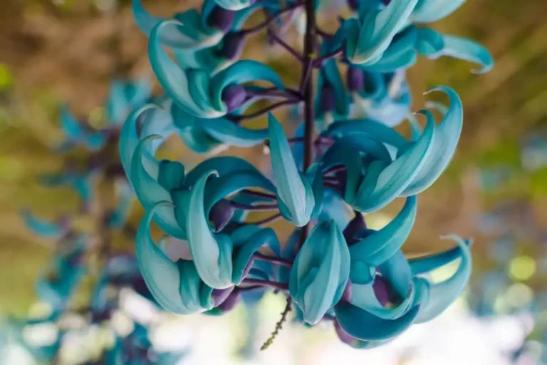 flor da Strongylodon Macrobotrys
