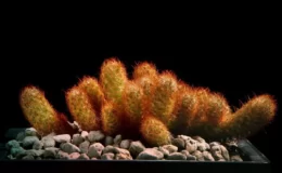 Mammillaria-elongata-Brown
