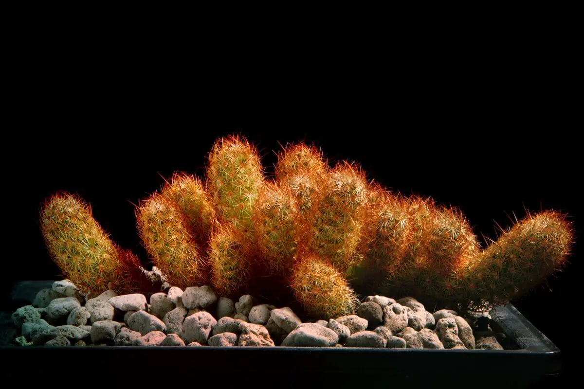 Mammillaria-elongata-Brown