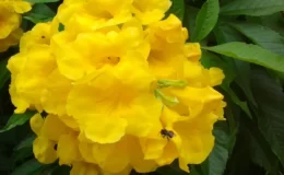 flor amarela da árvore ipê-de-jardim