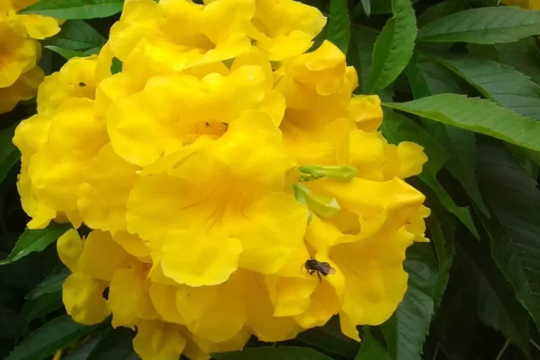 flor amarela da árvore ipê-de-jardim