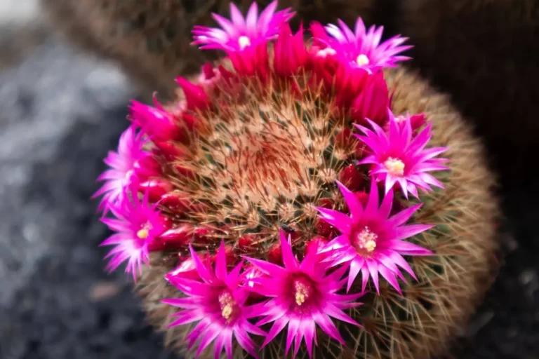 mammillaria polythele