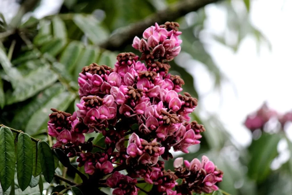 árvores do cerrado brasileiro - Andira fraxinifolia