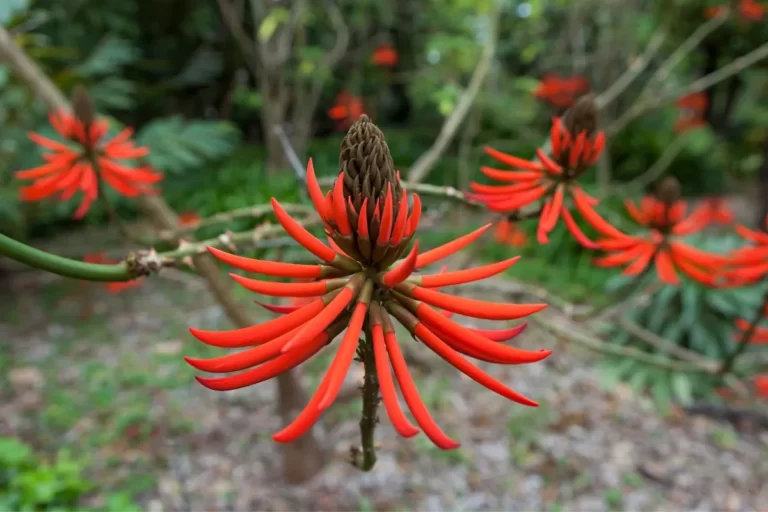 árvores do cerrado brasileiro