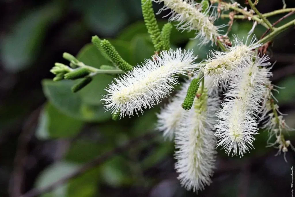 Mimosa-caesalpiniifolia
