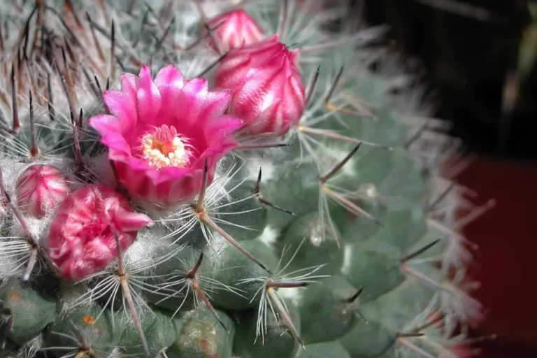 Mammillaria compressa com flores
