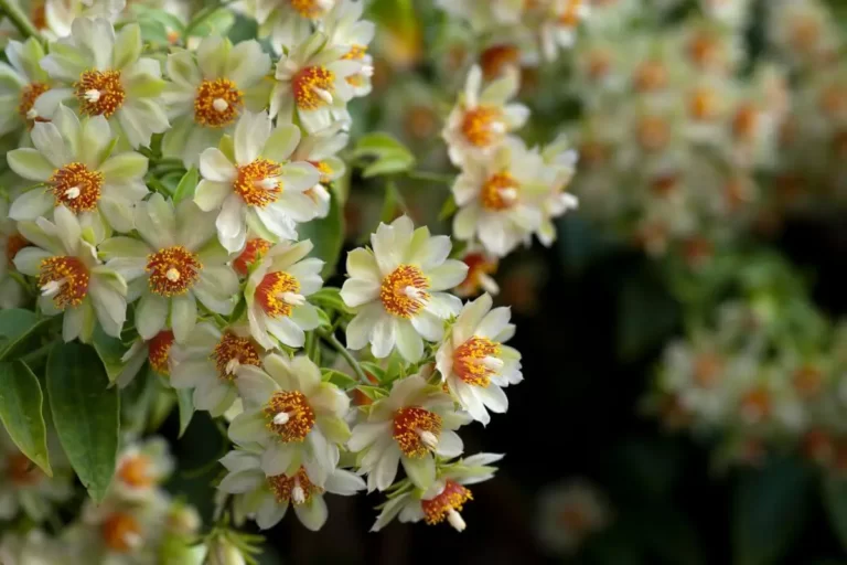 trepadeiras com flores brancas e cento amarelo