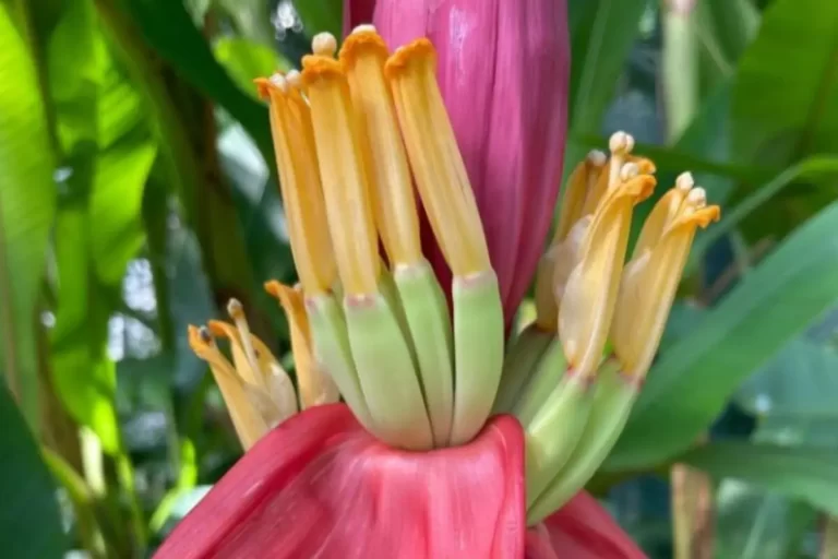 bananeira-ornamental