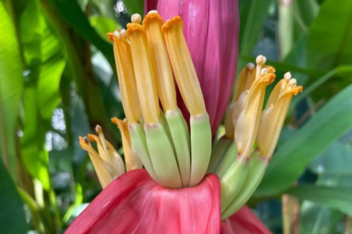 bananeira-ornamental