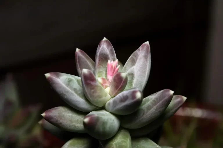 suculenta Pachyphytum Compactum