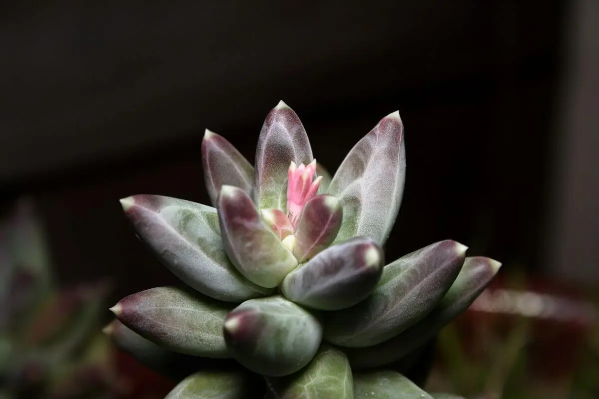 suculenta Pachyphytum Compactum