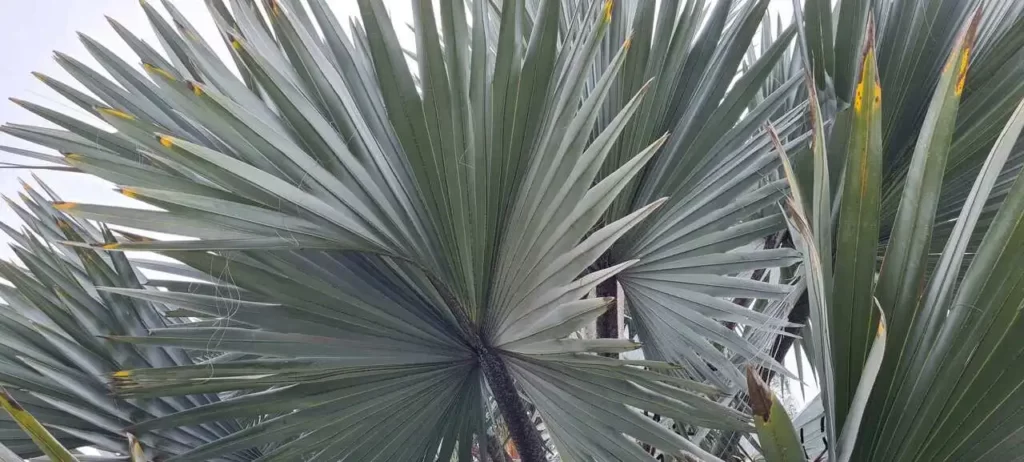 Palmeira-azul folhas