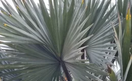 Palmeira-azul Bismarckia nobilis