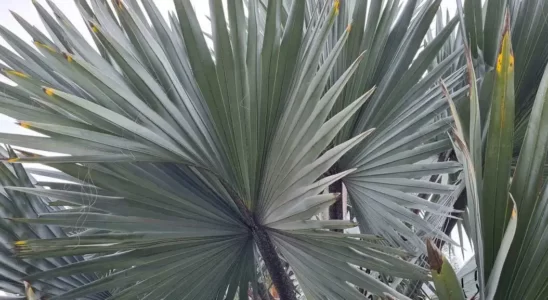 Palmeira-azul Bismarckia nobilis