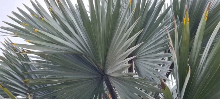 Palmeira-azul Bismarckia nobilis