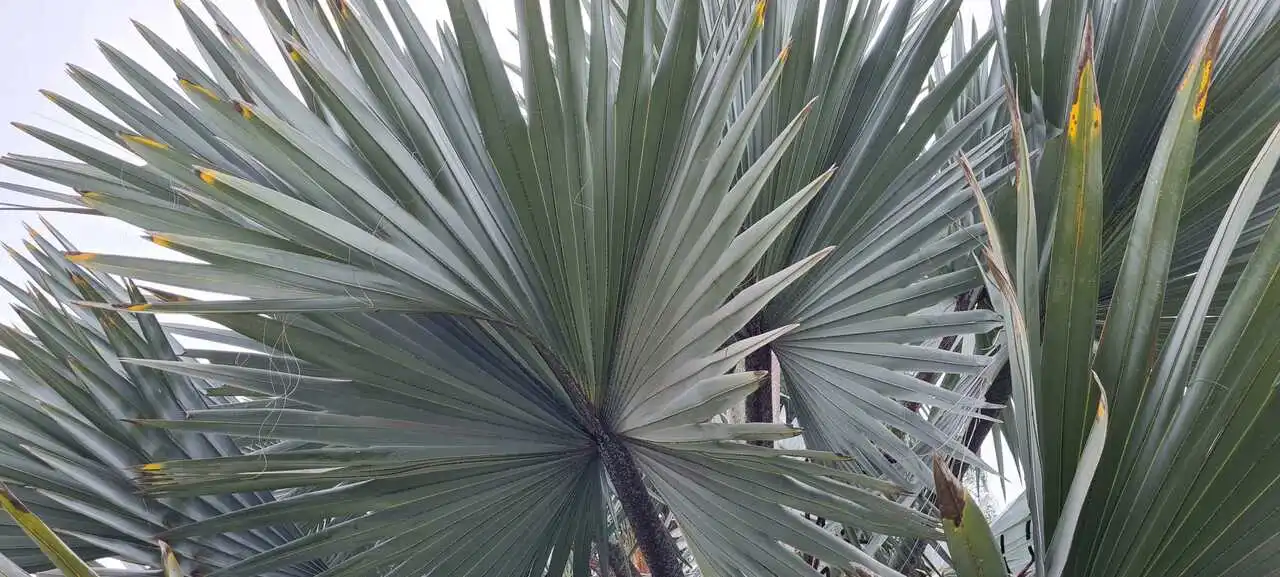 Palmeira-Azul (Bismarckia Nobilis): Exótica E Escultural