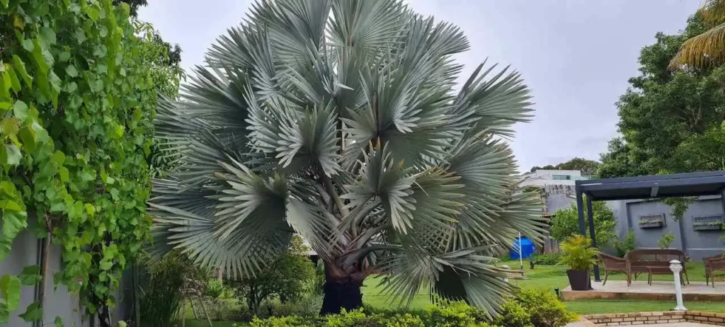 palmeira Bismarckia nobilis em jardim
