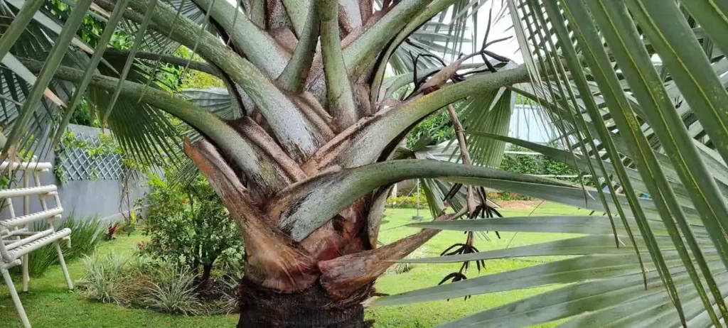 tronco Bismarckia nobilis
