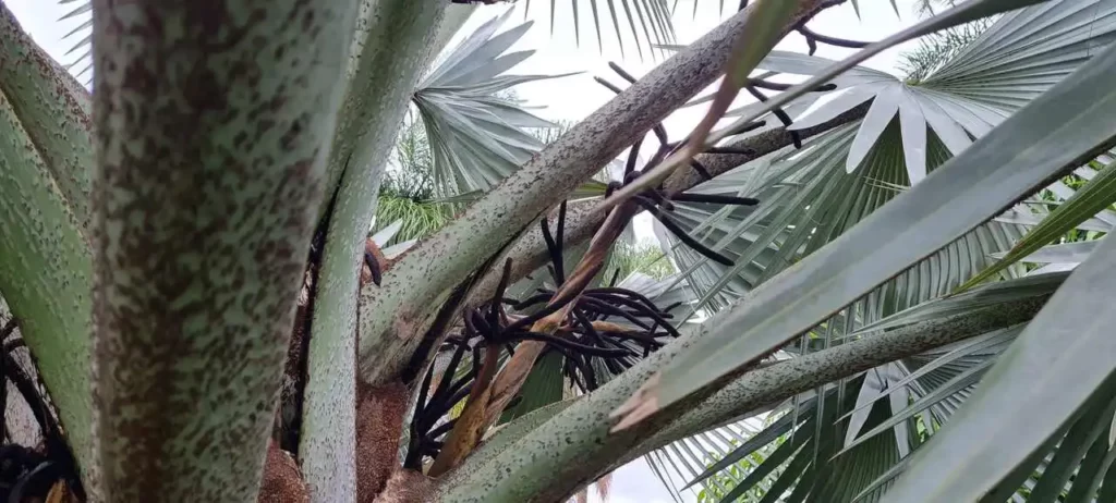 Inflorescência da palmeira-azul 