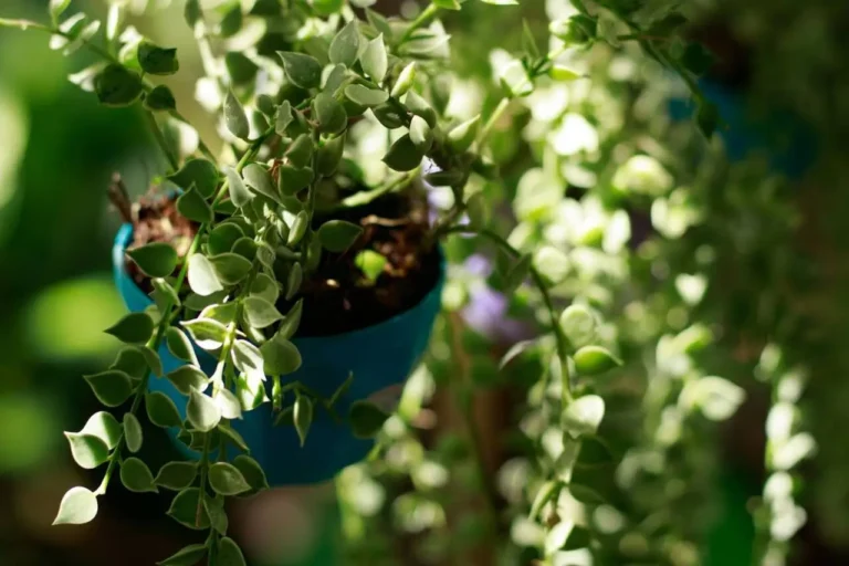 Dischidia ruscifolia em vaso pendente