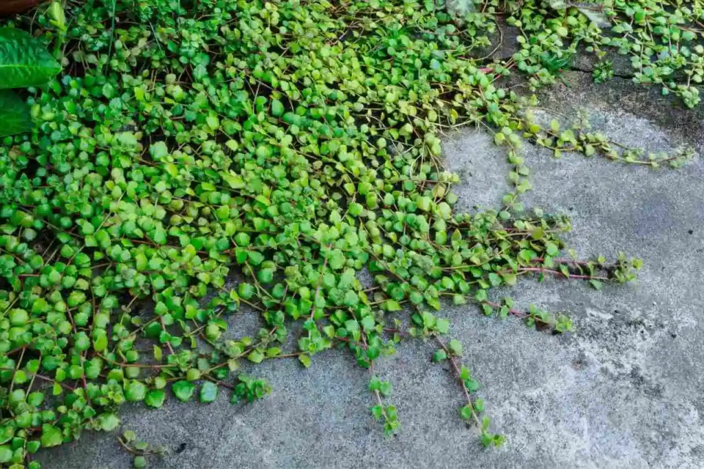 Dischidia ruscifolia no chão