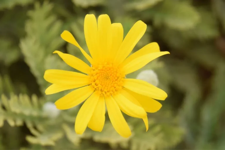 margarida amarela Euryops pectinatus