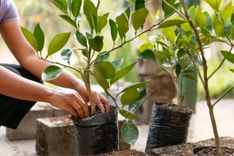 porque plantar árvores ajuda a diminuir o aquecimento global