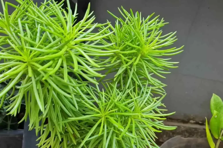 senecio barbertonicus verde