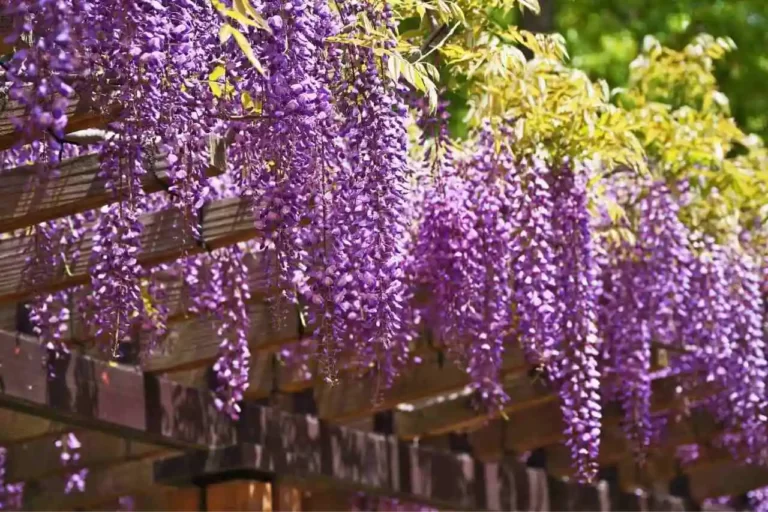 tipos de trepadeiras para pergolado flores roxas