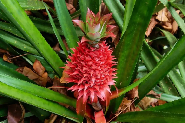 Ananas bracteatus