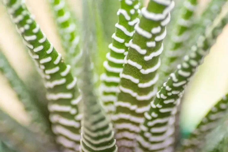 Haworthiopsis attenuata