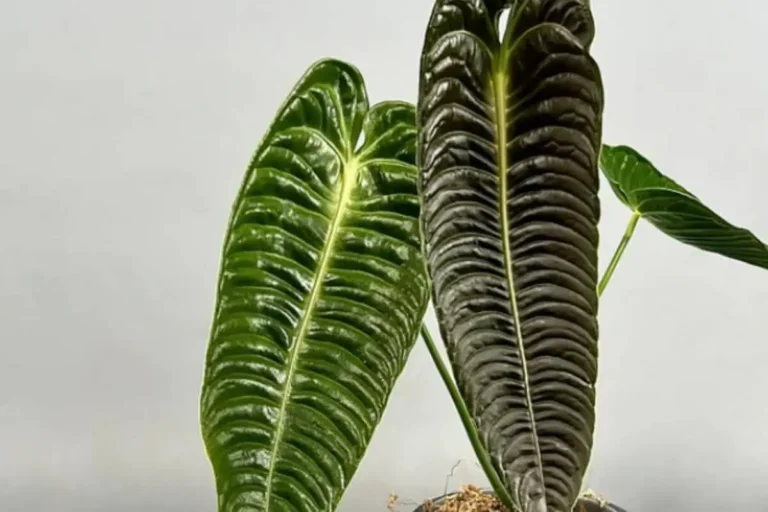 anthurium veitchiii