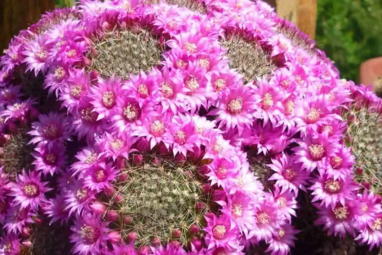 mammillaria zeilmanniana com flores rosas