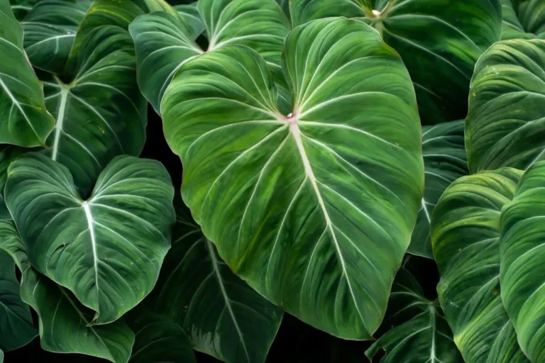philodendron-gloriosum