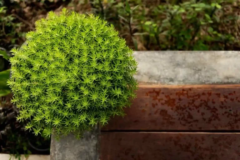 sedum lineare folhas verdes