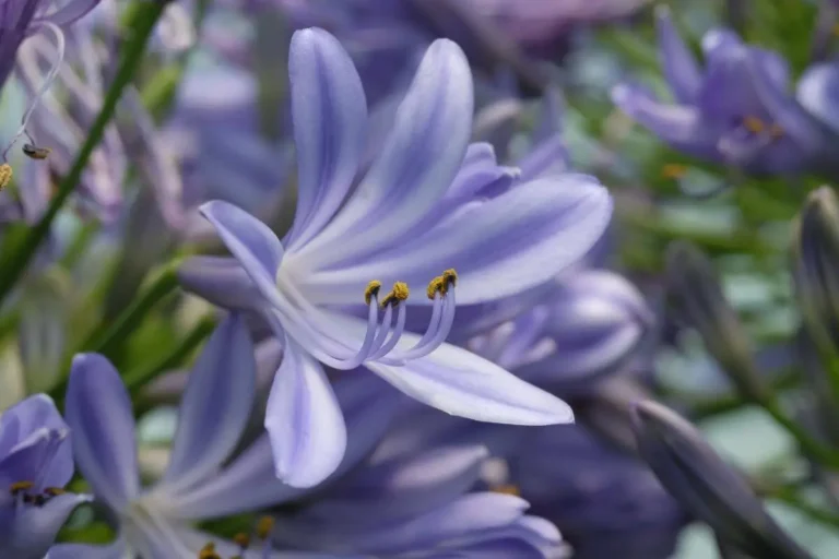 flores roxas da agapanthus africanus