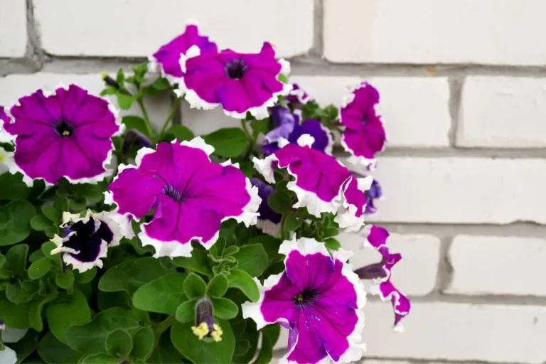 plantas para jardins pequenos