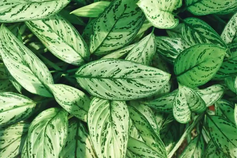 aglaonema-commutatum-silver-queen