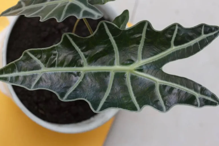 Alocasia Amazonica e Seus Segredos de Jardinagem