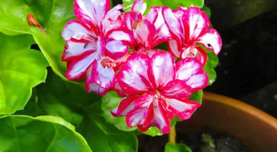 gerânio pendente com flores rosas e brancas