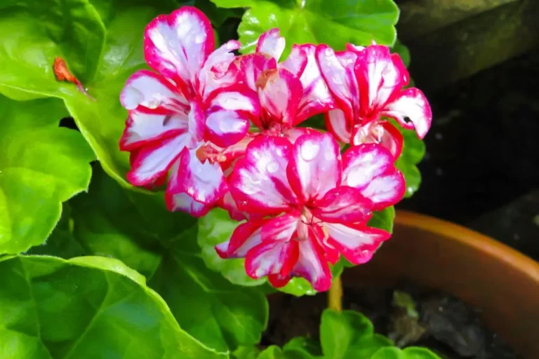 gerânio pendente com flores rosas e brancas