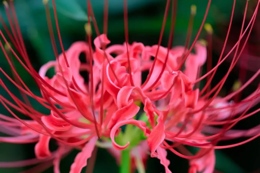 Lírio-aranha-vermelho detalhe flor