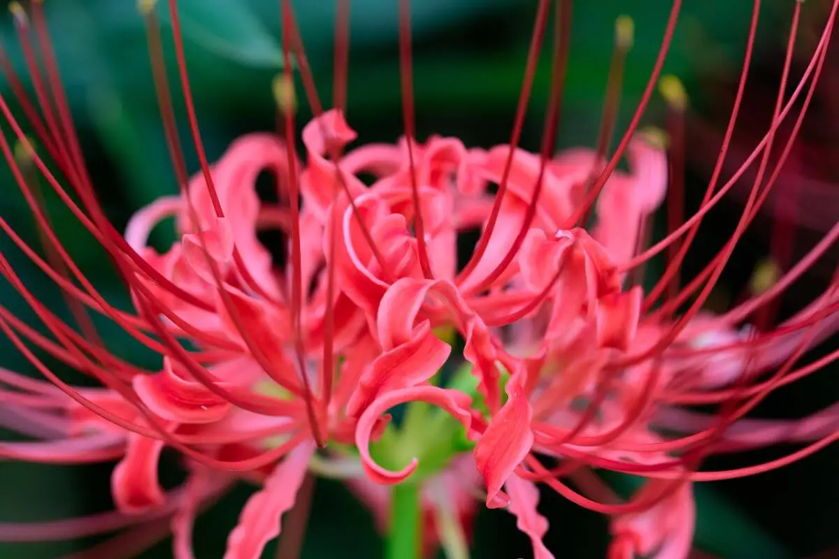 Lírio-Aranha-Vermelho: Exuberância em Flores Vermelhas