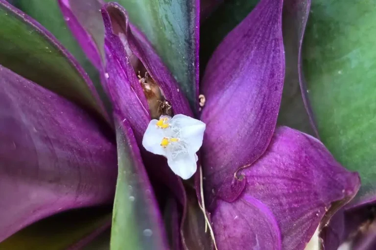 tradescantia spathacea flor