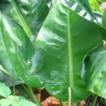 Philodendron-renauxii