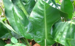 Philodendron-renauxii