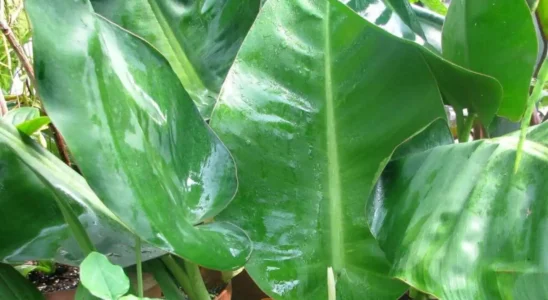 Philodendron-renauxii