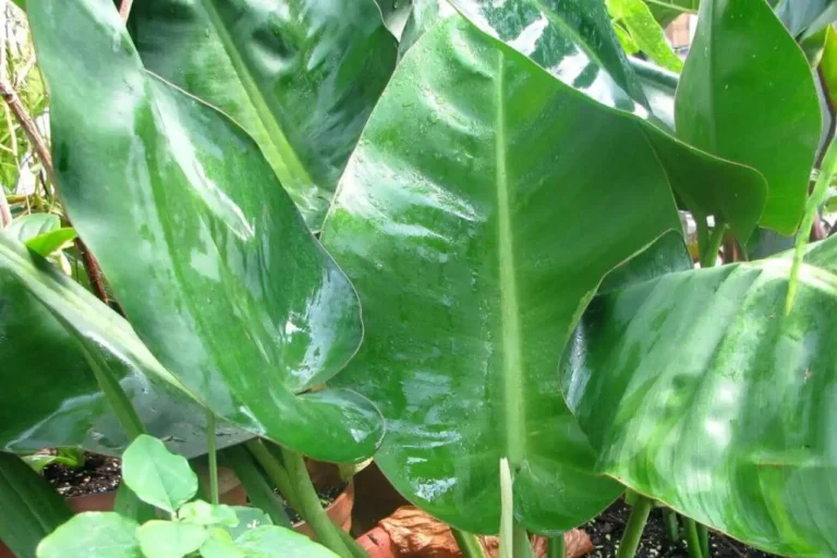 Philodendron-renauxii