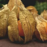 como plantar physalis