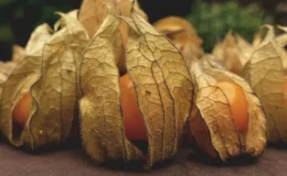 como plantar physalis